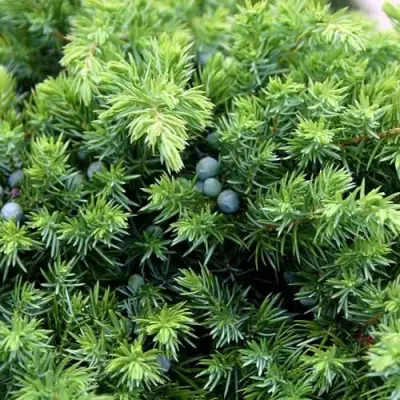 Можжевельник ШЛЯГЕР прибрежный в Кобрине