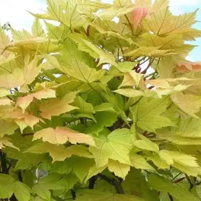 Клен ложноплатановый в Кобрине