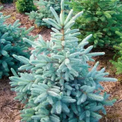 Ель КЕЙБАБ колючая в Кобрине