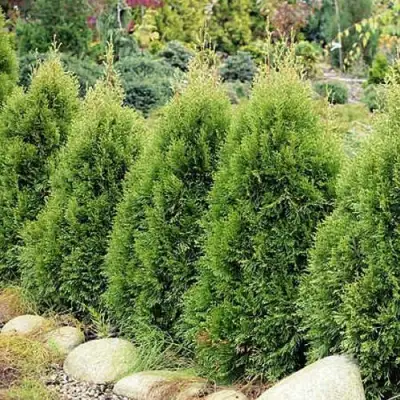 Туя СМАРАГД ВИТБОНТ западная в Кобрине
