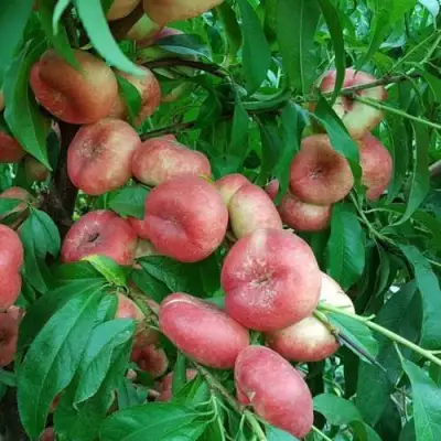 Нектарин КОНЦЕТТИНА в Кобрине