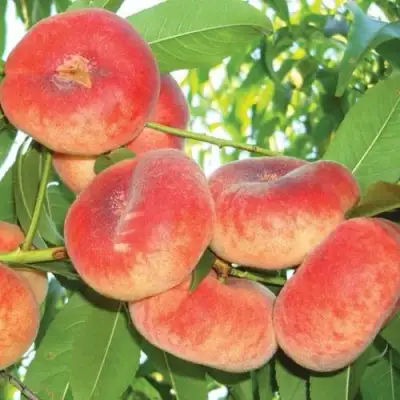 Персик САТУРН ИНЖИРНЫЙ в Кобрине