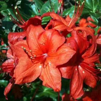 Азалия ДОЛОРОСО листопадная в Кобрине