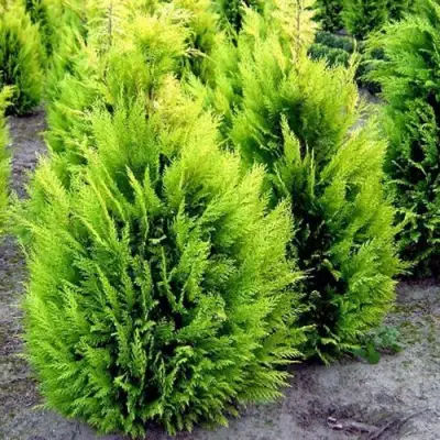 Кипарисовик ИВОНЕ лавсана в Кобрине