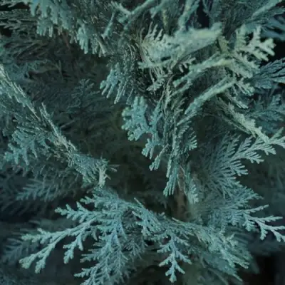 Кипарисовик ВАН ПЕЛЬТС БЛЮ лавсона в Кобрине