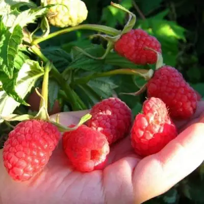 Малина ГОРДОСТЬ РОССИИ в Кобрине