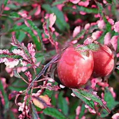 Слива ХЕССЕЙ декоративная в Кобрине