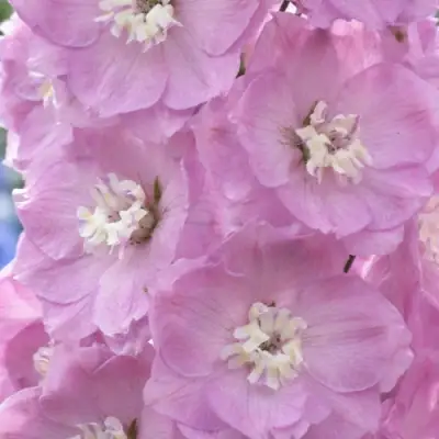 Дельфиниум ПЕТТИКОУТ гибридный в Кобрине