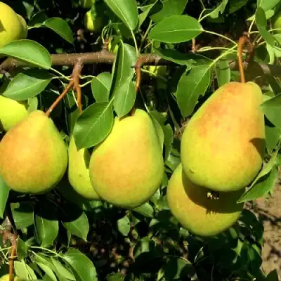 Груша ФЛЕЙТА в Кобрине