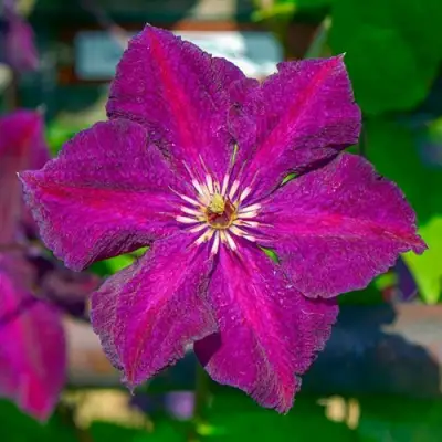 Клематис ГРЮНВАЛЬД в Кобрине