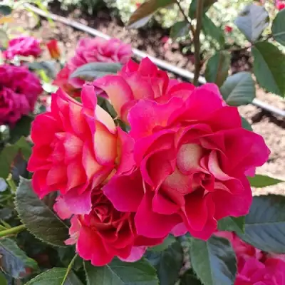 Роза БРЕРА флорибунда в Кобрине