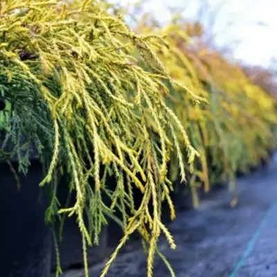 Кипарисовик ВАВЕЛ горохоплодный в Кобрине