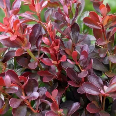 Барбарис АТРОПУРПУРЕА НАНА тунберга в Кобрине