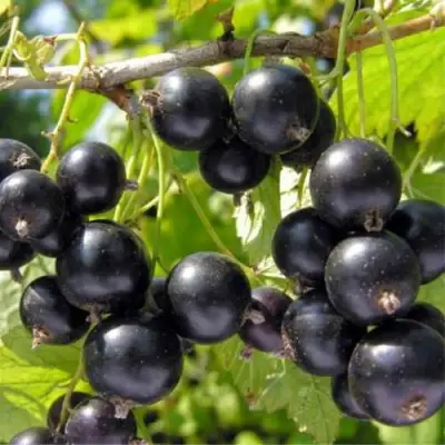 Смородина черная ОРЛОВСКИЙ ВАЛЬС в Кобрине