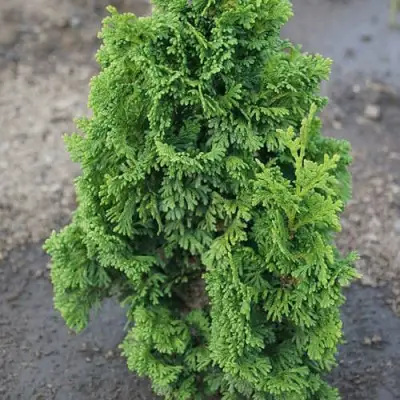 Туя ЗМАТЛИК западная в Кобрине