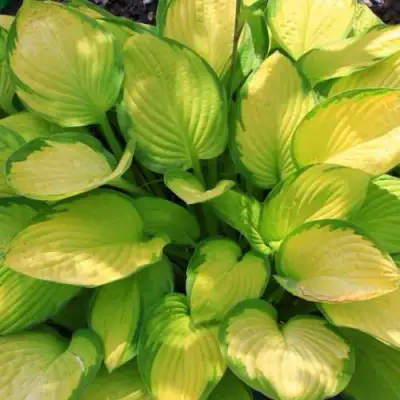 Хоста ГОЛД СТАНДАРТ Форчуна в Кобрине