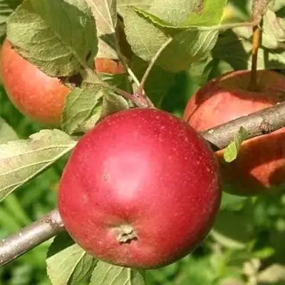 Яблоня ПОСПЕХ в Кобрине