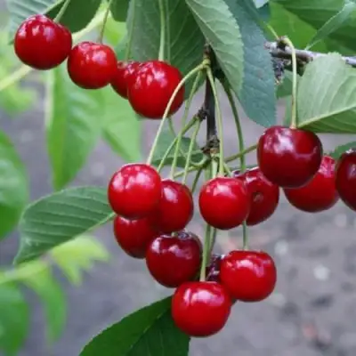 Вишня ЗАРАНКА в Кобрине