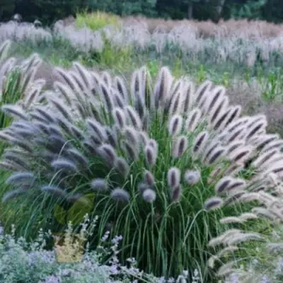 Пеннисетум БЛЭК БЬЮТИ в Кобрине