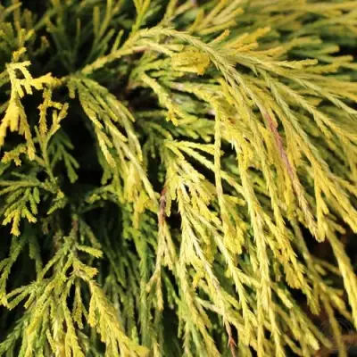 Кипарисовик ГОЛДЕН МОП горохоплодный в Кобрине