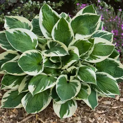 Хоста КАРИН гибридная в Кобрине