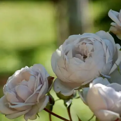 Роза ГРИЗЕЛИС шраб в Кобрине