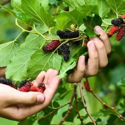 Шелковица ГАЛИЦИЯ в Кобрине