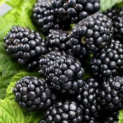 Ежевика БЖЕЗИНА бесшипная  в Кобрине