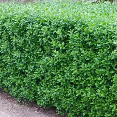 Бирючина обыкновенная АТРОВИРЕНС в Кобрине