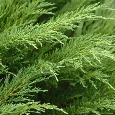 Можжевельник ТАМАРИСЦИФОЛИЯ казацкий  в Кобрине