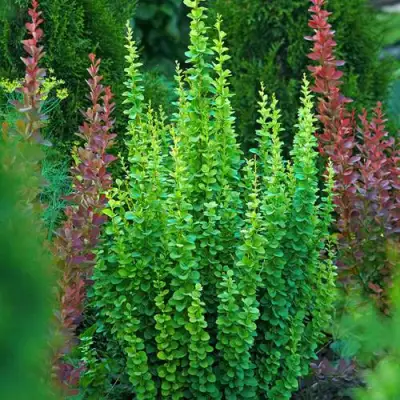 Барбарис ЭРЕКТА тунберга в Кобрине