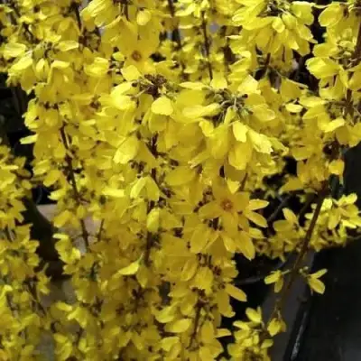 Форзиция ГОЛДРАУШ в Кобрине