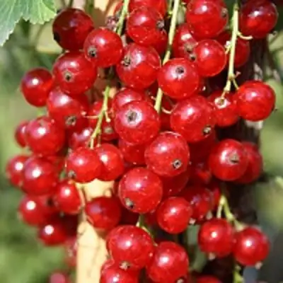 Смородина красная РОНДОМ в Кобрине