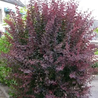 Барбарис АТРОПУРПУРЕА тунберга в Кобрине