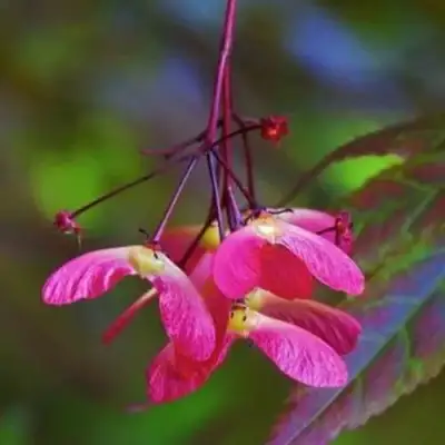 Клен пальмолистный в Кобрине