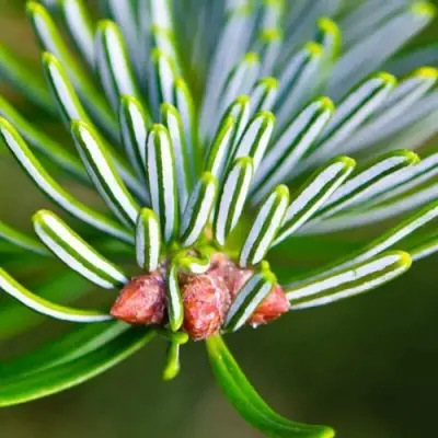 Пихта белая в Кобрине