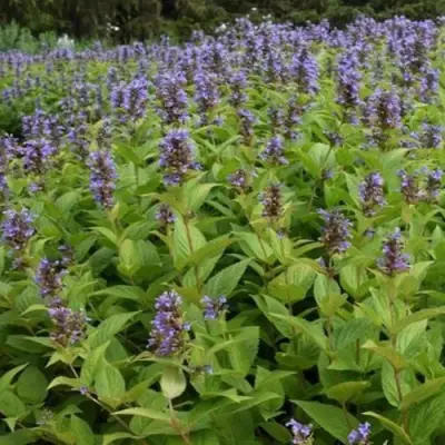 Котовник БЛЮ ДРИМС полусидячий в Кобрине