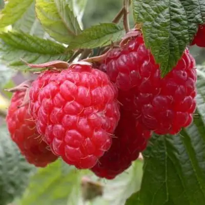 Малина ГЕРАКЛ в Кобрине