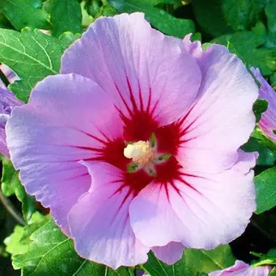 Гибискус ПИНК ФЛИРТ сирийский в Кобрине