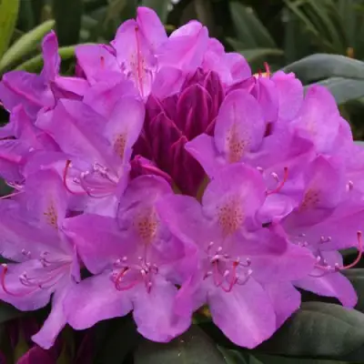 Рододендрон РОЗЕУМ ЭЛЕГАНС в Кобрине