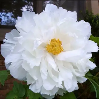 Пион БЕЛЫЙ НЕФРИТ древовидный в Кобрине