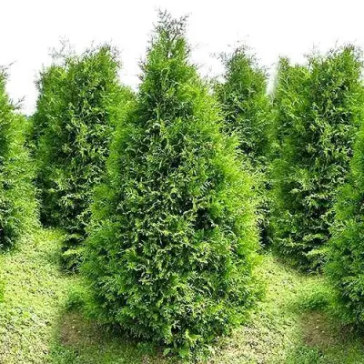Туя БРАБАНТ западная в Кобрине