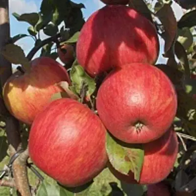 Яблоня ПЕРСИКОВАЯ в Кобрине