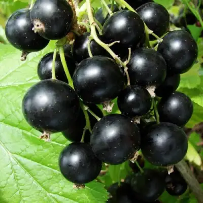 Смородина чёрная ЭКЗОТИКА в Кобрине