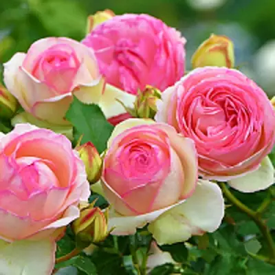 Роза ПЬЕР ДЕ РОНСАР плетистая в Кобрине