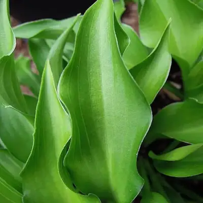 Хоста ГАРРИ ВАН ТРИЕР в Кобрине