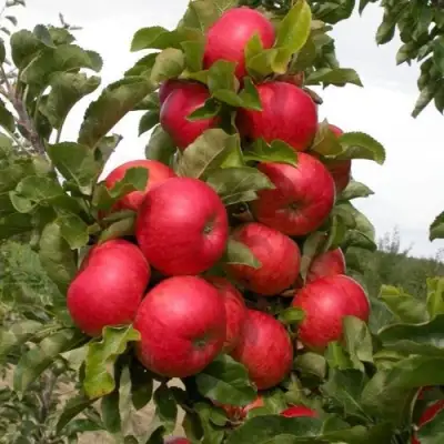 Яблоня ТРАЙДЕНТ колонновидная в Кобрине