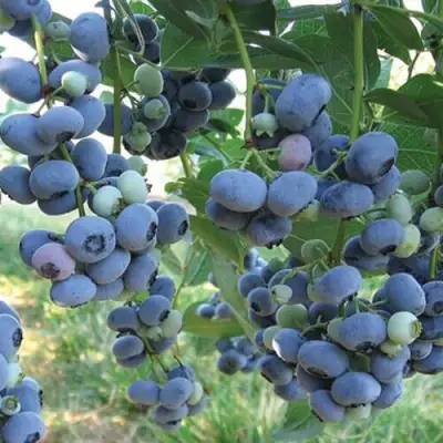 Голубика ЛИБЕРТИ в Кобрине