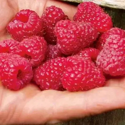 Малина ДЖОАН ДЖИ (ДЖОАН ДЖЕЙ) в Кобрине