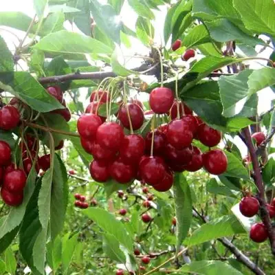 Вишня ТУРГЕНЕВКА в Кобрине